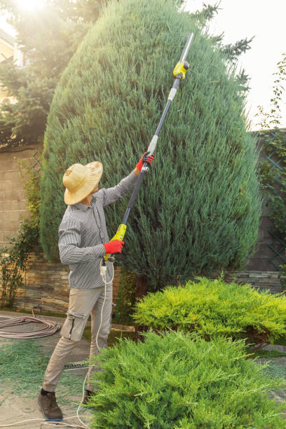 Best Tree Disease Treatment  in Menlo Park, CA